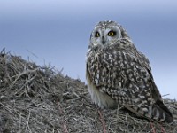 IMG 2317c  Short-eared Owl (Asio flammeus)